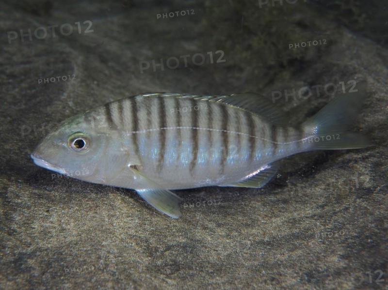 Sand steenbras