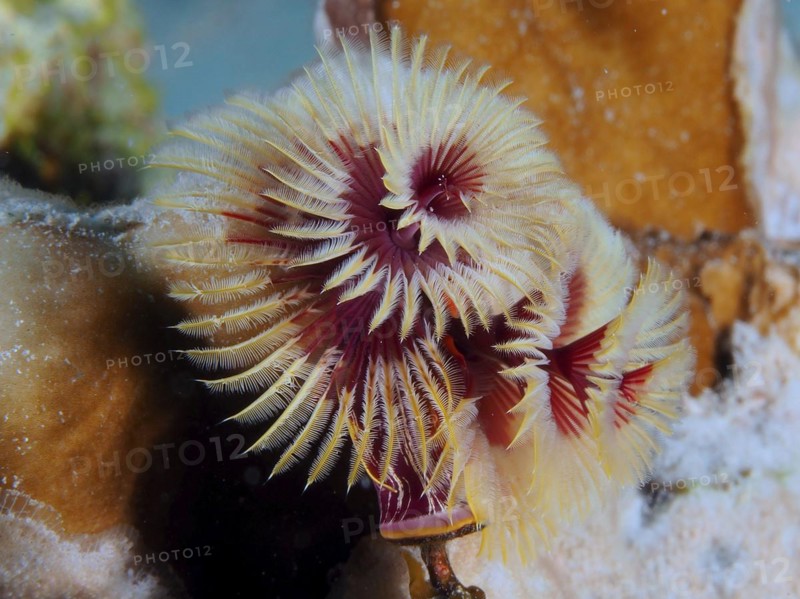 Christmas tree worm