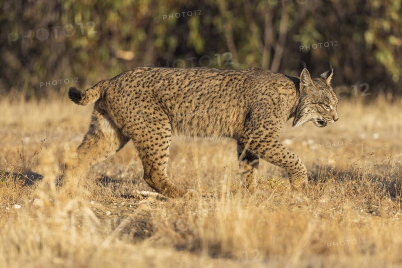 Iberian lynx