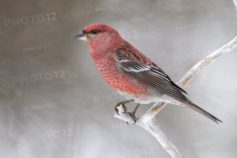 Pine grosbeak
