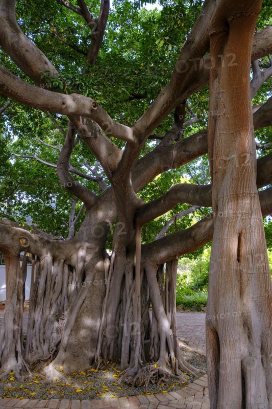 Mighty strangler fig