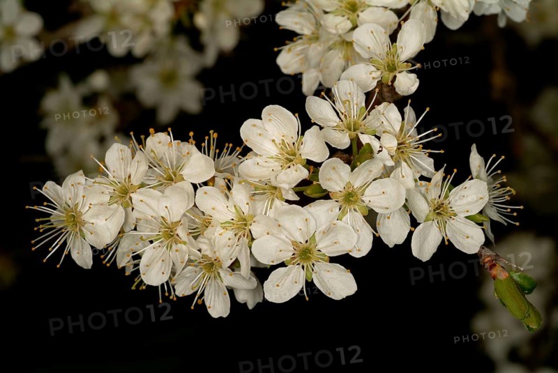 Medicinal plant Sloe