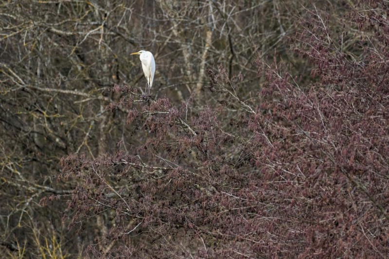Great egret