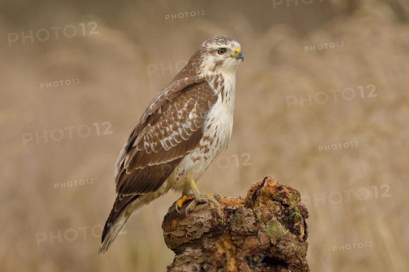 Common steppe buzzard