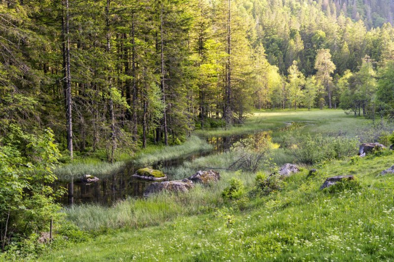 The moor near Feldsee in the evening light