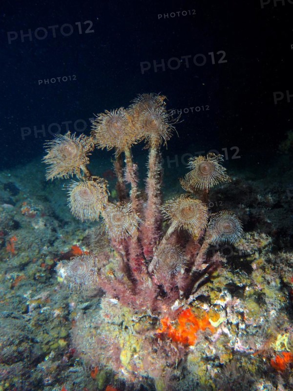 Group of mediterranean fanworm