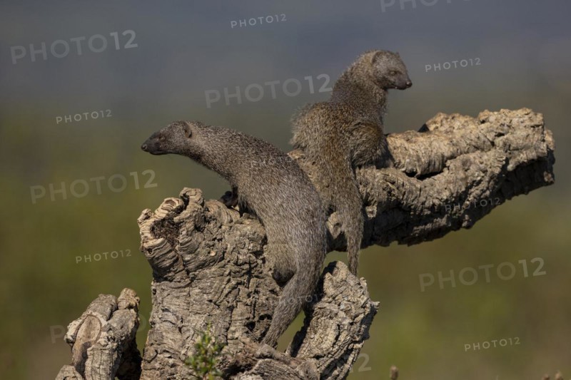 Egyptian mongoose