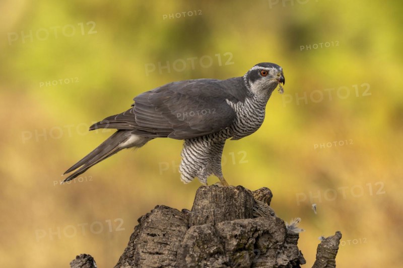 Northern goshawk