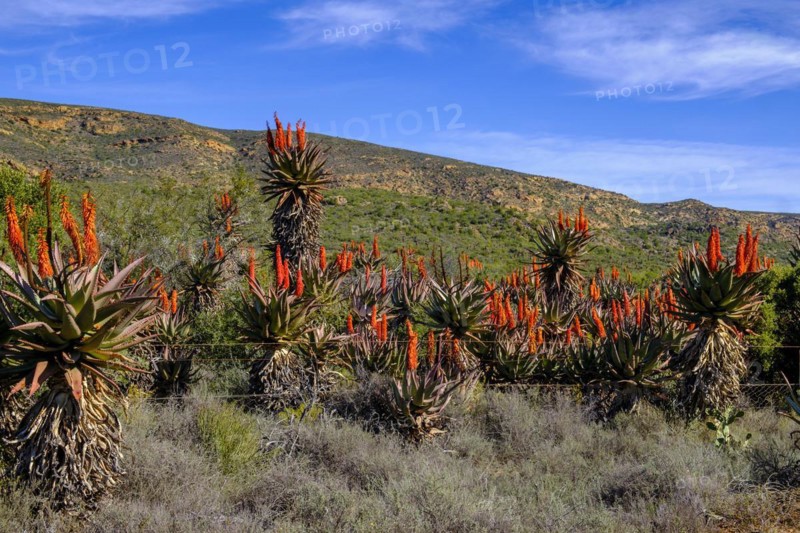 Desert