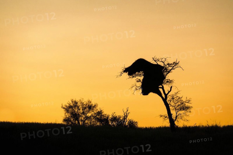 A large Social Weaver birds nest hangs in a tree as a silhouette against the orange-yellow sky in the background. Kalahari