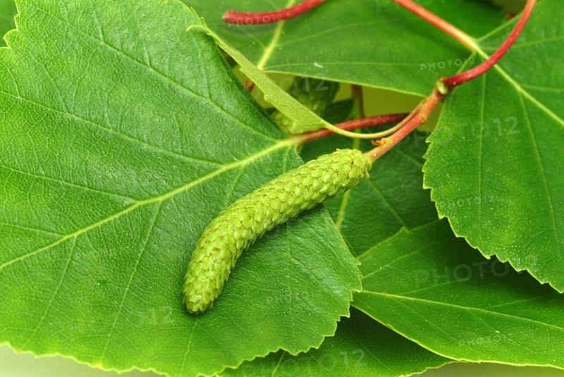 Medicinal plant Birch