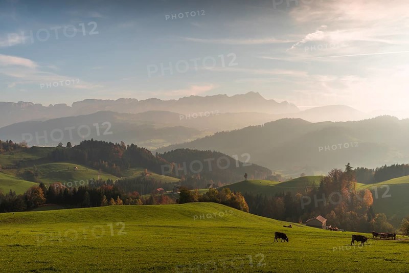 Cattle pastures in Appenzell