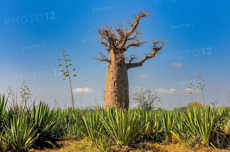 Hube baobab tree in the Berenty private reserve