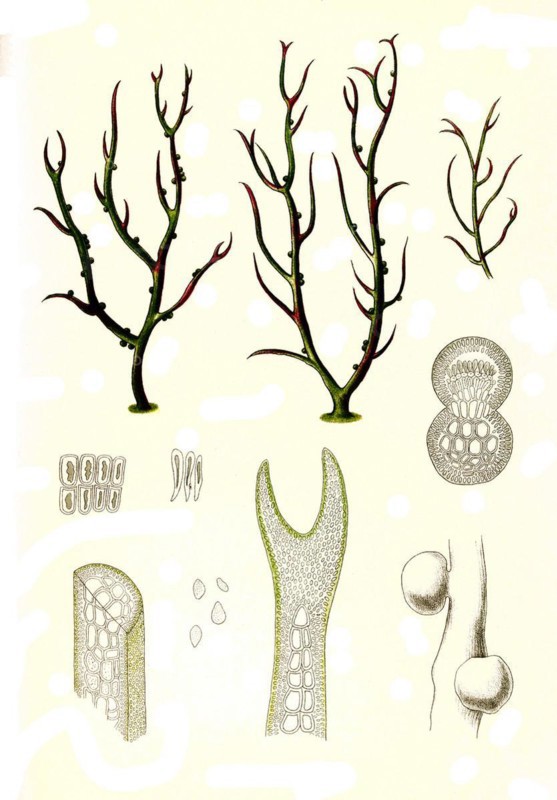 Gracilaria lichenoides greville