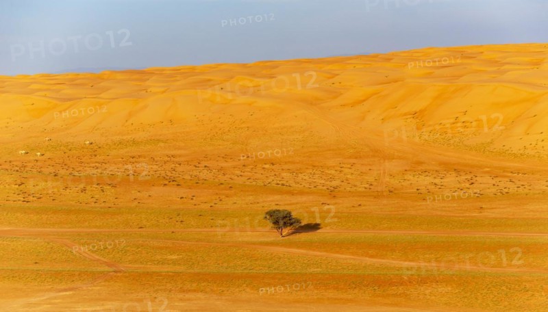Single tree in the middle of Wahiba Sands Desert