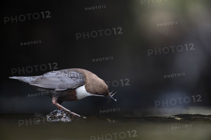 White-breasted dipper