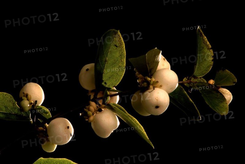 European mistletoe