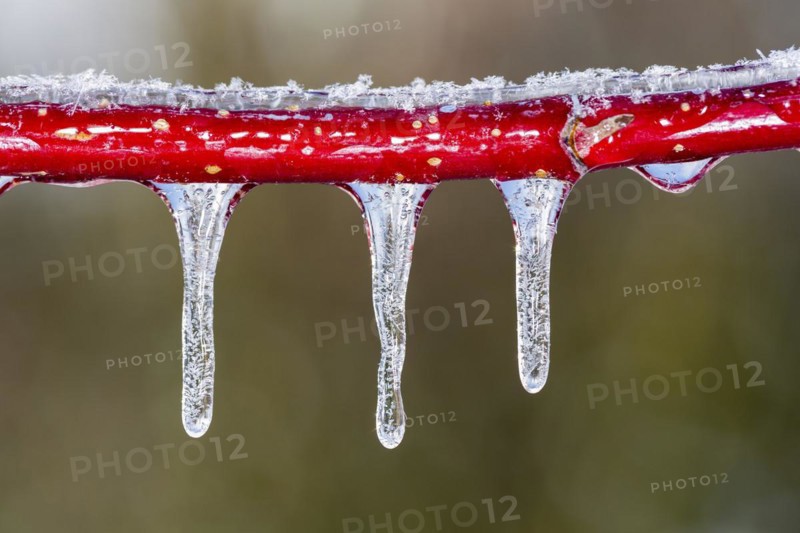 Red dogwood covered with ice after freezing rain