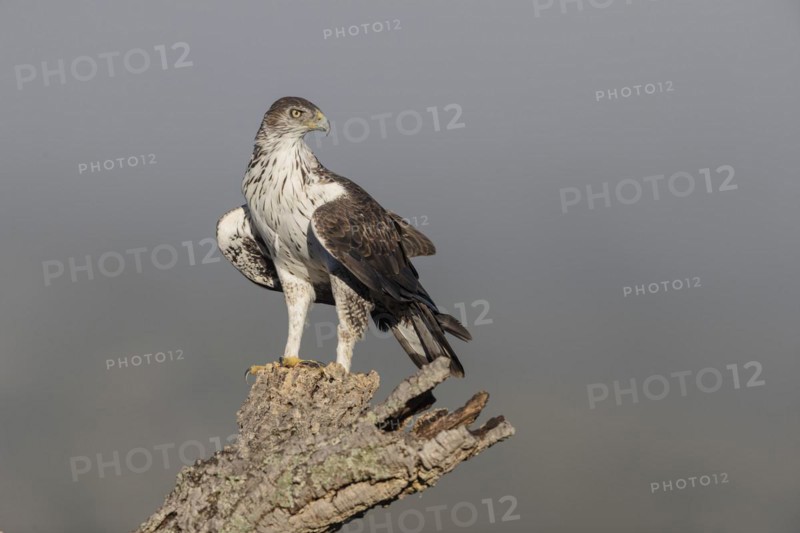 Bonellis eagle