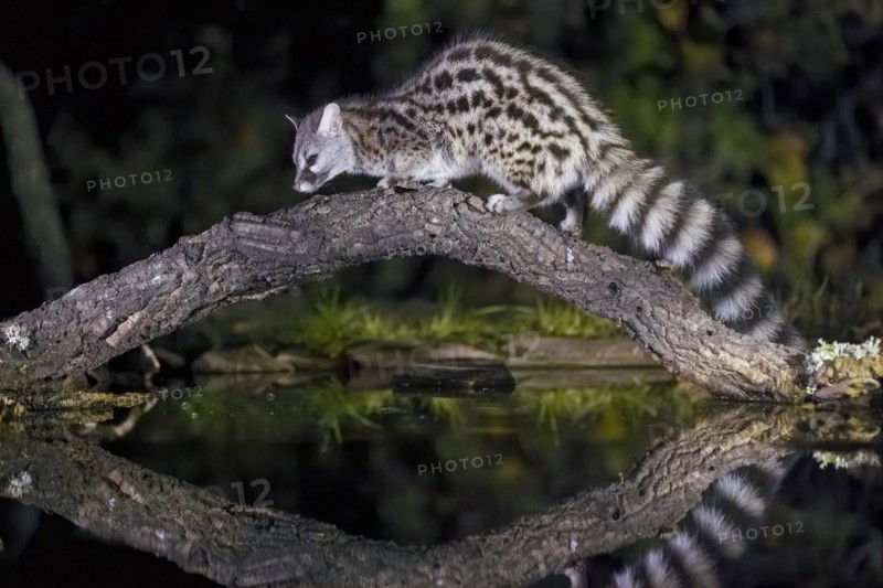 Common genet