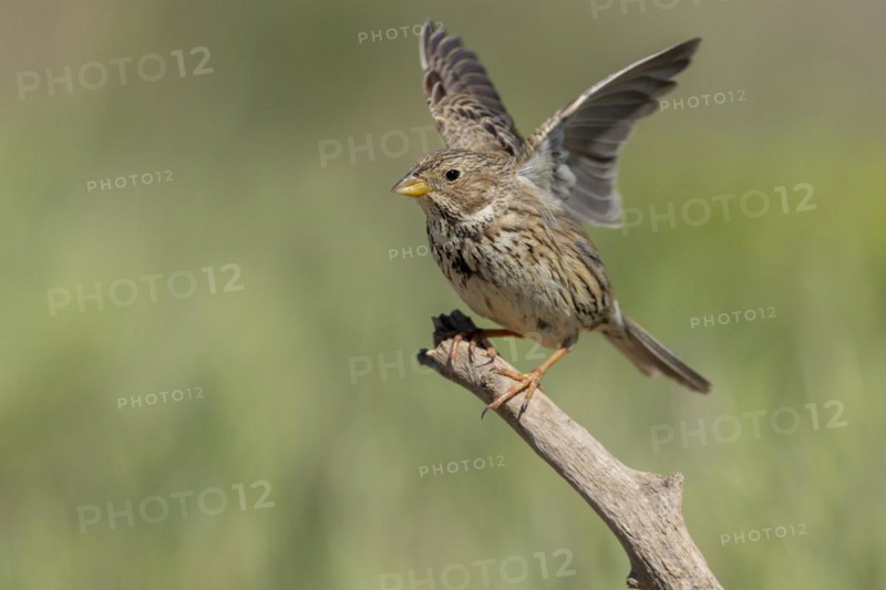Corn Bunting