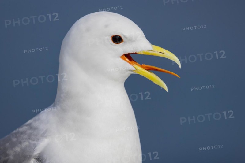 Kittiwake