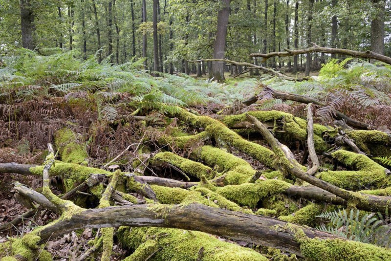 Deciduous forest