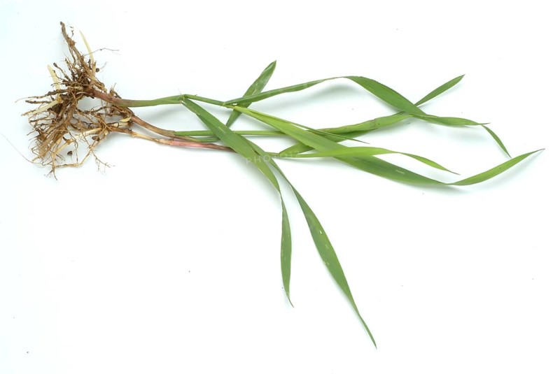 Medicinal plant couch grass