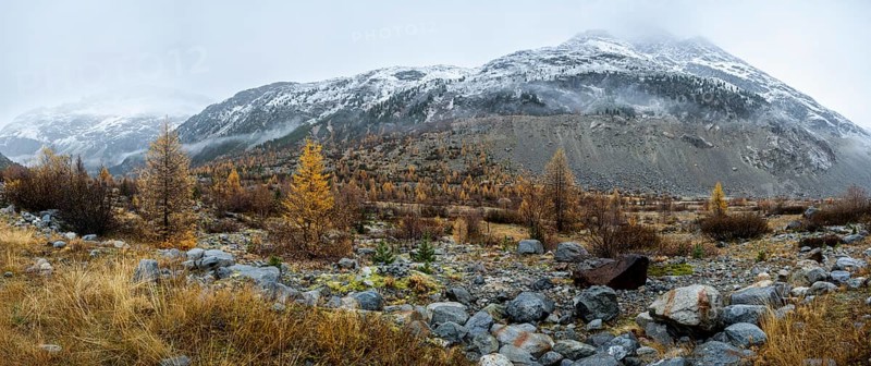 Autumn larch forest in Val Morteratsch