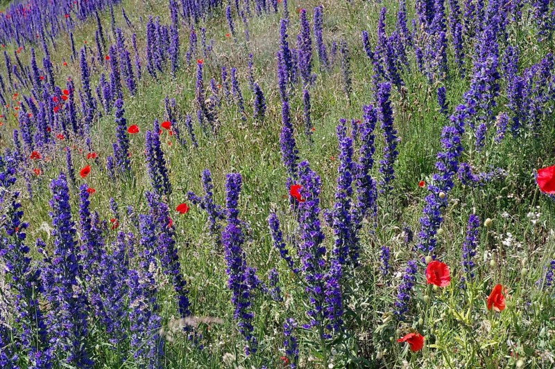 Viper's bugloss and poppies on a hillside