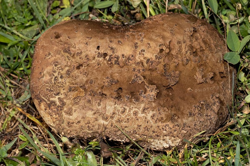 Giant puffball