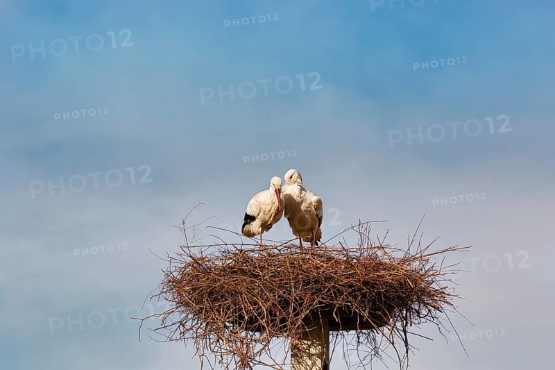 White storks