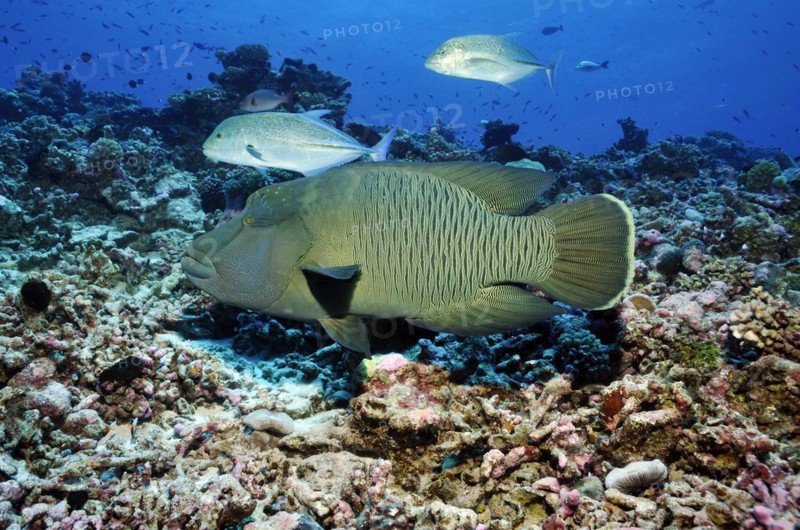 Humphead wrasse