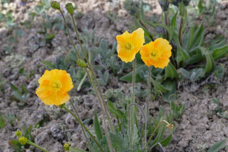Tian Shan Poppy