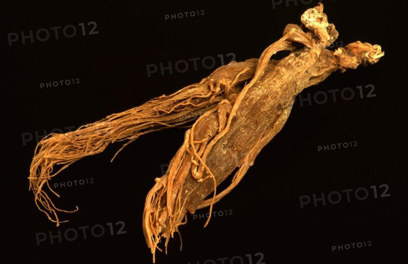 Genuine ginseng