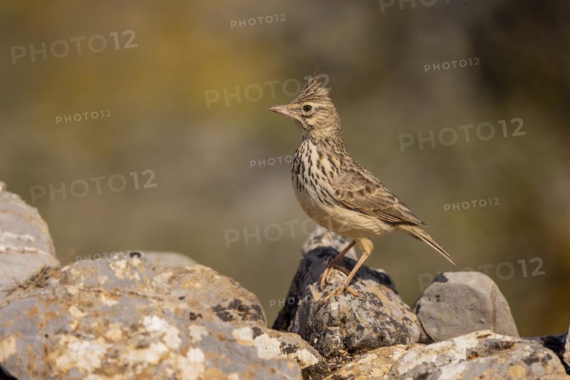 Thekla lark