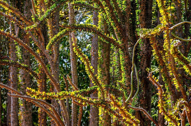 Spiny forest in the Berenty private reserve