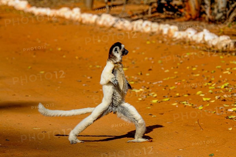 Dancing Leaping verreauxi lemur