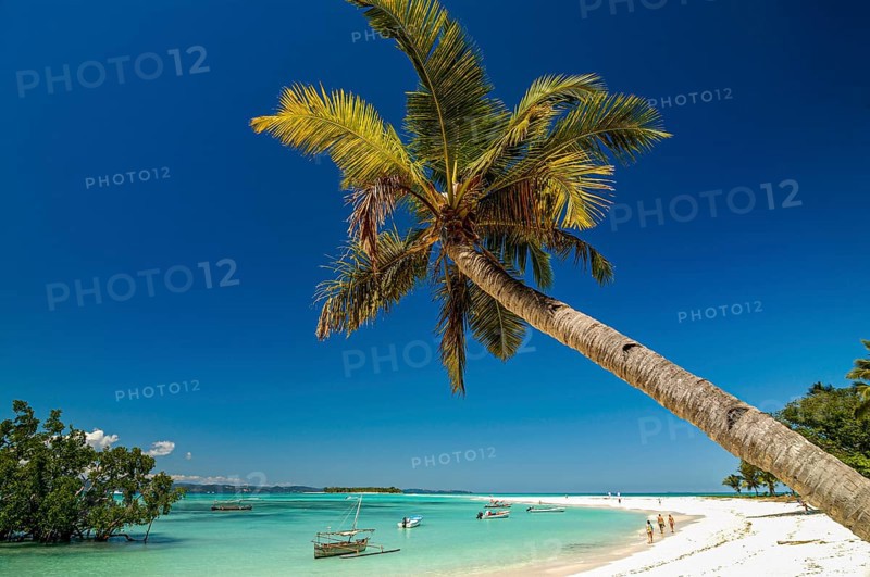 Palm tree on a beautiful white sand beach