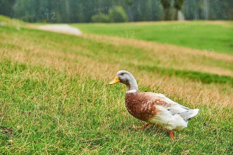Domestic mallard