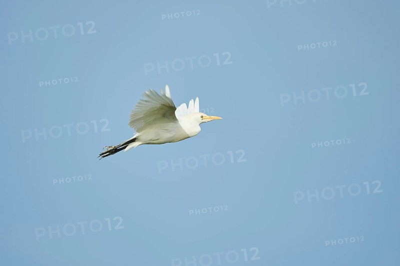 Cattle egret