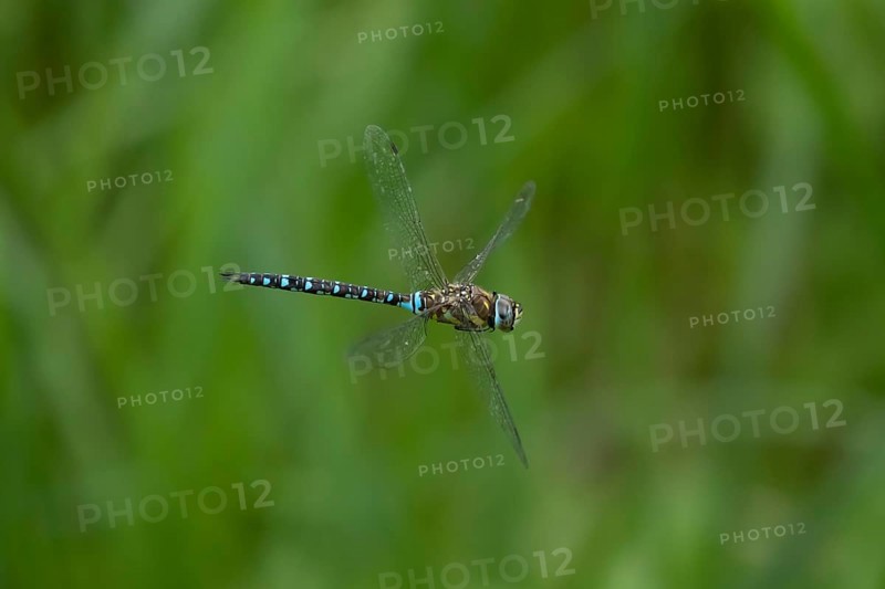 Migrant hawker