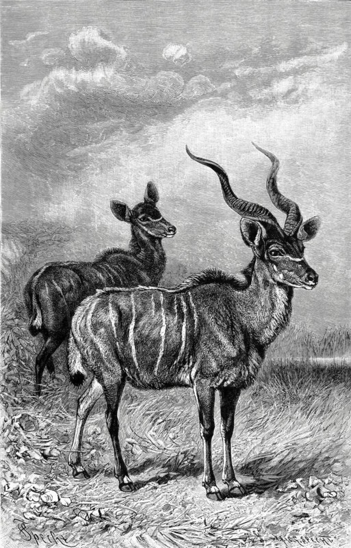 Lesser kudu