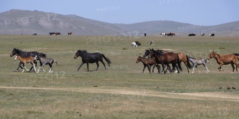Horses running in the steppe near Song Kol Lake