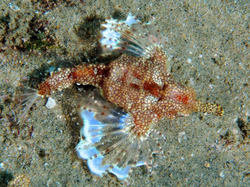 A little dragonfish