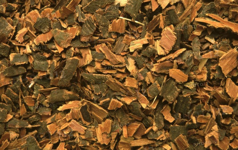 Medicinal herbs: Black alder