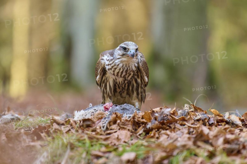 Saker falcon