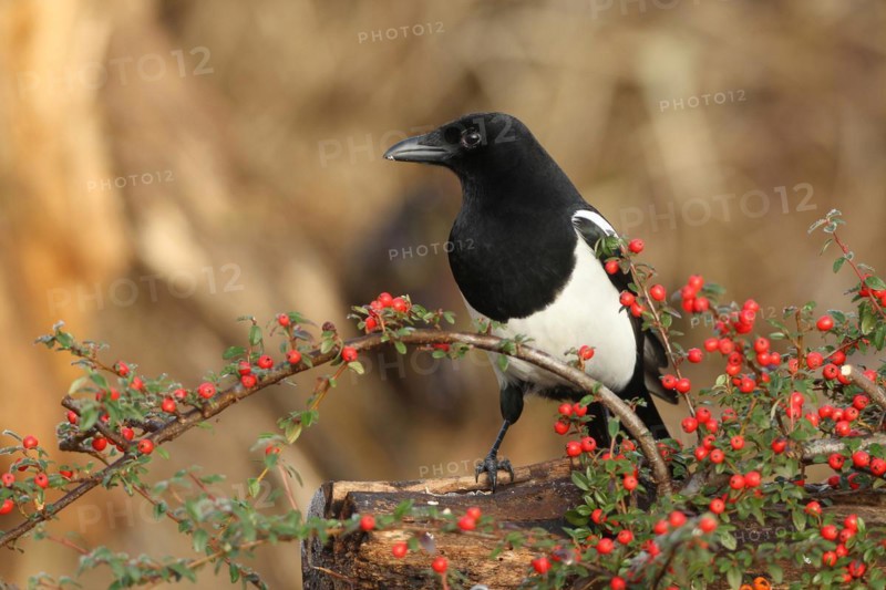 European magpie