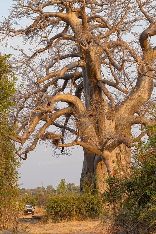 Baobab tree