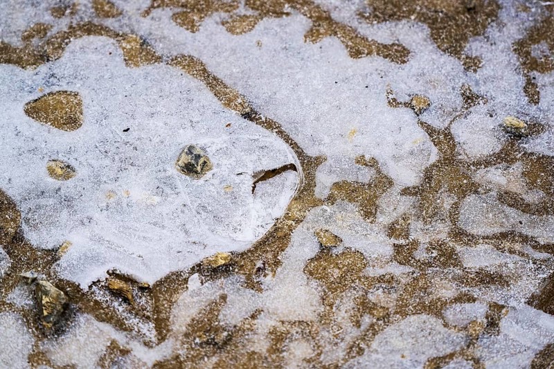 Fish-like ice structure in a frozen puddle